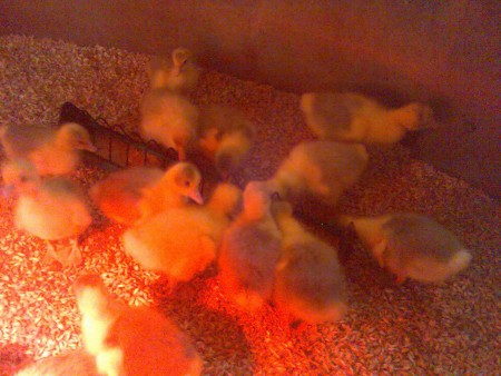 Gänseküken mit Wärmelampen - urgemütlich